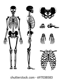 Vector silhouette of human skeleton. Anatomy pictures. Different bones