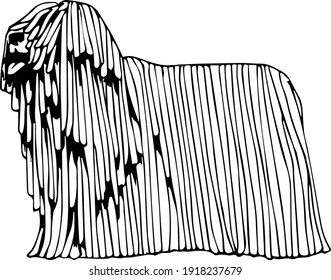 Vector silhouette of hungarian sheepdog komondor in black and wite colors. Hand drawn, highy detailed. For advertise, web design, prints, pet shops, pedigree