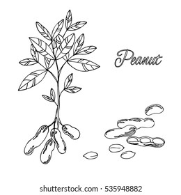 vector silhouette illustration of peanut plant and nuts