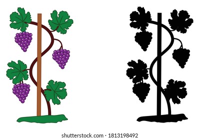 vector silhouette and illustration of a vine with clusters