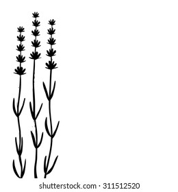 Vector silhouette of lavender on white background. Eps 10.
