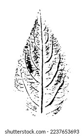 Vector silhouette of leaf. Botanical element, isolated on white background.