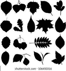 Vector silhouette leaves.