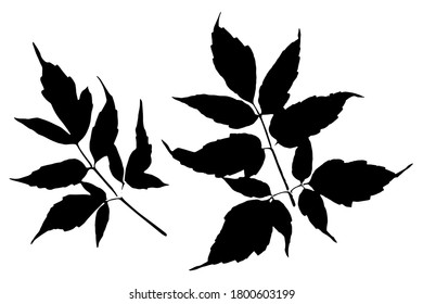 Vector silhouette of the leaves. Set of leaves isolated on white background.