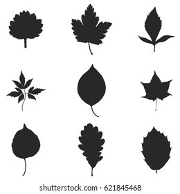 Vector silhouette of the leaves. Set of leaves isolated on white background.