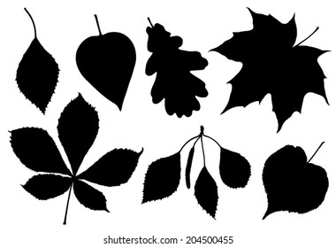 Vector silhouette leaves of some common trees species.