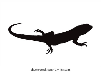 Vector silhouette of lizard on white background. Symbol of animal.