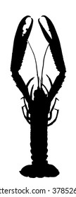 Vector silhouette of Lobster.
