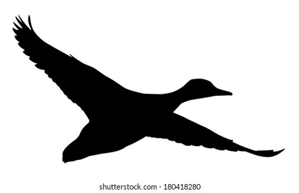 Vector silhouette of Mallard Duck in flight.