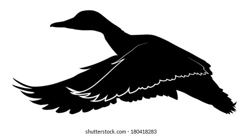 Vector silhouette of Mallard Duck in flight.