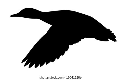 Vector silhouette of Mallard Duck in flight.