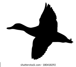Vector silhouette of Mallard Duck in flight.