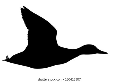 Vector silhouette of Mallard Duck in flight.