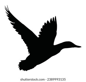Vector silhouette of Mallard Duck in flight.