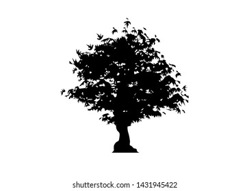 vector silhouette maple tree icon isolated on white background. Acer Palmatum, Deshojo, Japanese maple plant bonsai tree. Scarlet Princess Dwarf Japanese maple in black and white color 