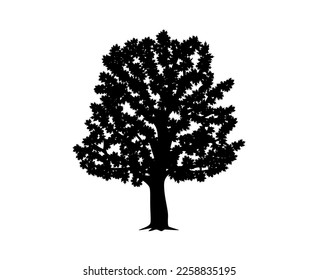 Vector silhouette of maple tree. Nature and ecology. Isolated vector silhouette of maple tree on a white background for social networks, posters, cards.