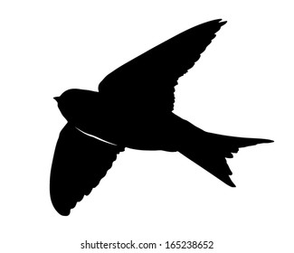 12,159 House martins Images, Stock Photos & Vectors | Shutterstock