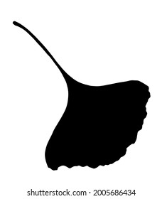 vector silhouette of a medicinal leaf of the ginkgo biloba tree, hand-drawn silhouette of black color on a white background isolated element for a design template for packaging logos signs