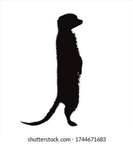 Vector silhouette of meerkat on white background. Symbol of animal.