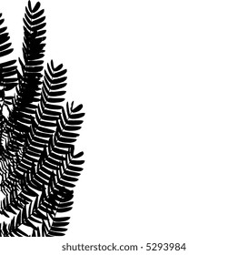 Vector silhouette of mimosa leaves