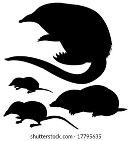 vector silhouette of the mole, mouse and desmans on white background