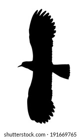 Vector silhouette of the Northern Lapwing in flight.