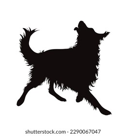 Vector silhouette od Border Collie on white background. Symbol of dog and pet.