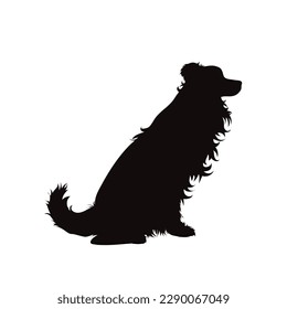 Vector silhouette od Border Collie on white background. Symbol of dog and pet.