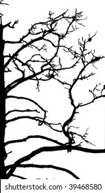 vector silhouette of the old pine on white background