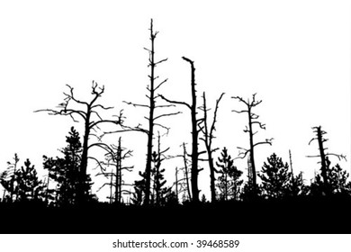 dead pine tree silhouette