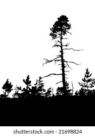 Vektorsilhouette, altes Kiefernholz auf weißem Hintergrund