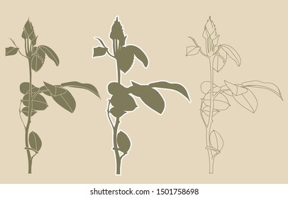 Vector silhouette and outline of a young rose bush