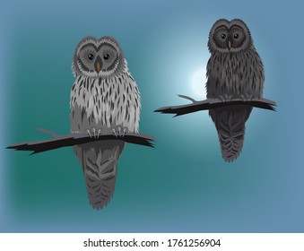 Vector silhouette of owl on dark background