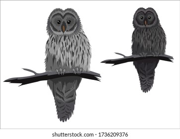 Vector silhouette of owl sitting on tree