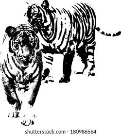 Vector silhouette of a pair of Malayan Tiger scientifically known as Panthera Tigris Jacksoni. 