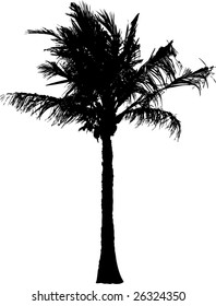 vector silhouette of the palm tree isolated on white background