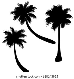 Vector silhouette of palm tree on white background.