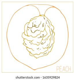 Vector silhouette of a peach slice. Isolated drawing fruit on a white background. Juicy healthy food design element. Vector stock illustration