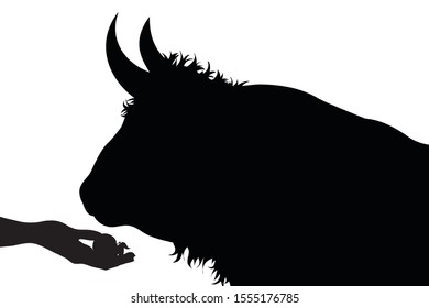 Vector silhouette of person who give food to a bull on white background. Symbol of animal, cow, beef, eat, care, save, vet, veterinary, farm.