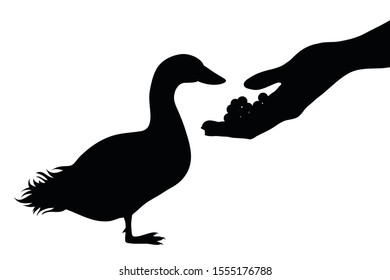 Vector silhouette of person who give food his goose on white background. Symbol of animal, pet, eat, care, save, vet, veterinary, farm, poultry.