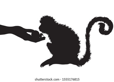 Vector silhouette of person who give food monkey on white background. Symbol of animal, wild, eat, care, save, Africa.