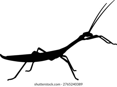 Vector silhouette of a phasmid stick insect walking on white background design