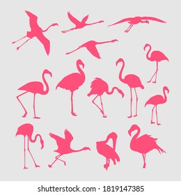 Vector silhouette of pink flamingos in various poses isolated on white background