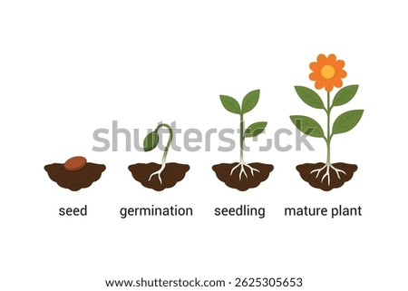 vector silhouette of plant growing process illustration