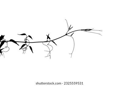 Vector silhouette plant vine on white background. Beautiful Plant Vines and small leaves for design elements.