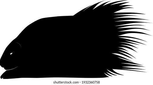 vector silhouette of the porcupine (HYSTRIX INDICA) from profile isolated on white background