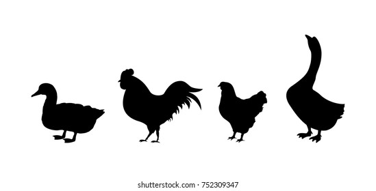 Vector silhouette of poultry.