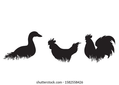 Vector silhouette of poultry in the grass on white background. Symbol of animal, duck, hen, cock, bird, farm, nature, pasture.