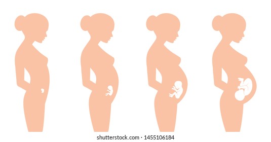 Vector silhouette pregnant fetal development in 40 weeks. Isolated on white background.