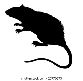 vector silhouette of the rat on white background